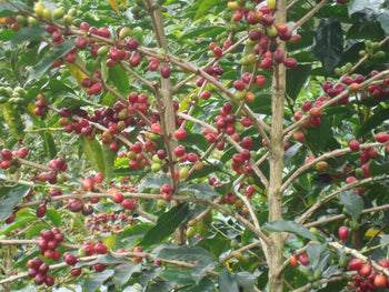 COSTA RICA GESHA NATURAL
