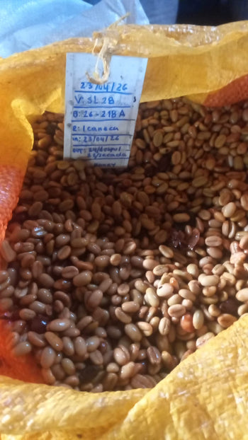 Colombia Modern Washed SL28 LOT 1