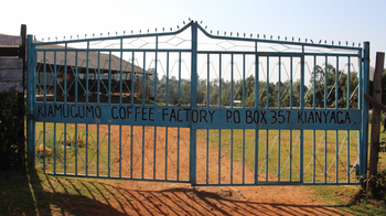 Kenya Kiamugumo AB Washed