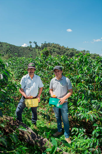 Peru Finca Ecológica Caturra Natural