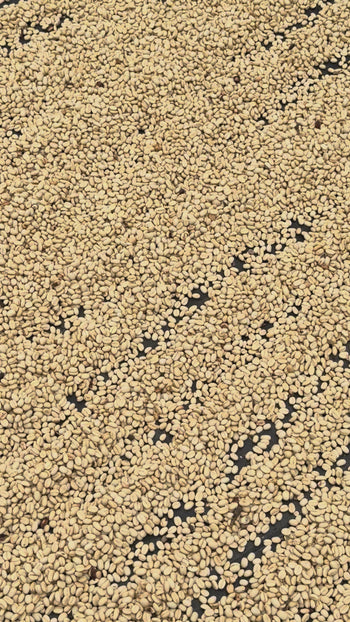 COLOMBIA sidra thermal shock NATURAL