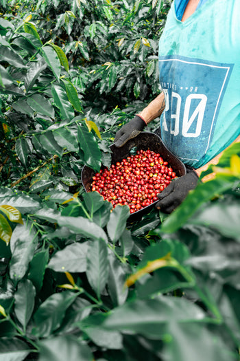 Colombia Pink Bourbon Peach Co-Ferment
