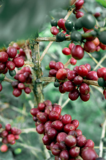 Colombia Pink Bourbon Peach Co-Ferment